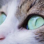 Best Senior Cat Foods for Aging Cats