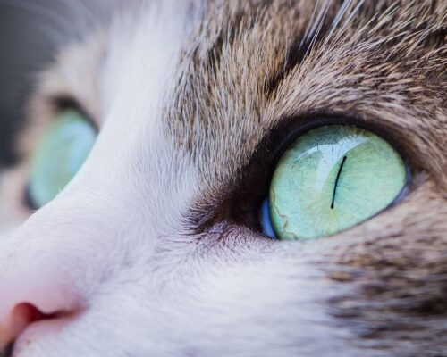 Best Senior Cat Foods for Aging Cats