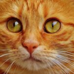 How to Hydrate a Cat That Doesn’t Like Water