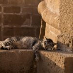 Best Low-Carb Cat Foods for Weight Control