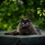 Can Cats Eat Rice or Pasta