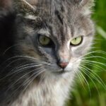 Best Homemade Cat Treat Recipes