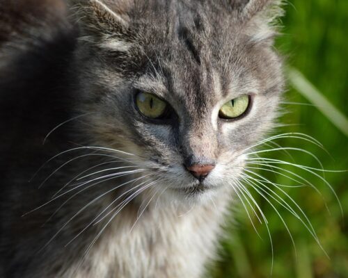 Best Homemade Cat Treat Recipes