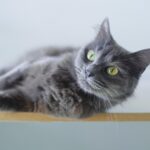 Best Cat Foods for Sensitive Stomachs
