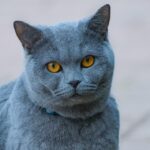 Why Cats Stare at Walls or Empty Space