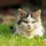 How to Keep Cats Hydrated Without Forcing Water