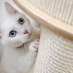 How to Feed a Cat With Allergies
