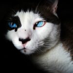 Why Cats Need Taurine in Their Food